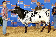This is Kilo-watt, by Over Kill, Grand Champion Female at the 2014 Houston Stock Show. 