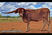 Madonna has just turned 26 months old and already has more than 78 inches of tip to tip horn. She is absolutely ‘hands-on’ gentle just like her mother and is growing very nicely.
Madonna is sired by the powerhouse Dickinson Cattle Co bull Cut ‘N Dried and her mother is our great cow Milly who is a daughter of Drag Iron. Milly was the first cow to exceed 90 inches of tip to tip horn in Australia (she is now over 94