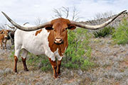 Super Bowl steer - Guthrie, Texas 