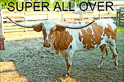 Super All Over - Super All Over - Super_All_Over