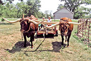 Super Bowl - 6 Year old SteersTrained as Oxen 