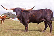 Texas Longhorn Sire - Jamakizm - Photo Number: T_6267.jpg