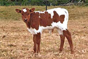 Bull Calf sired by Tempter 