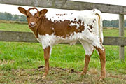 Embryo heifer by Tempter & Legends Gal in The Netherlands 