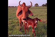 Titan Wolf Calf born to Brahma Cow in Australia 