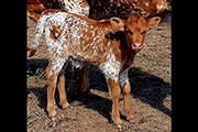 Tuxedo calf born in Australia 