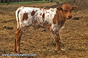 Tuxedo calf from Bella Rio Ranch 