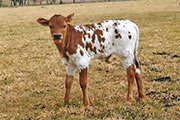 Bull calf sired by Victory Lap - Australia