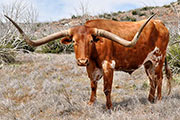 9 year old steer - Guthrie, Texas 