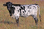 Tuff Cowgirl - Giz Over x Cowboy Tuff Chex - 2014 Heifer - a_8752