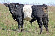 Power Springs - Cycle Joan x Power Game - 2014 Bull - a_9172