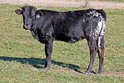Not Spicy - Untibbed x Non Stop - 2016 Heifer - c_7822