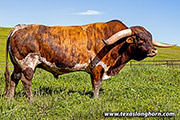 Texas Longhorn Sire - Cut'N Dried - Photo Number: g_3743.jpg