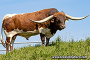 Texas Longhorn Sire - Time Line - Photo Number: g_4407.jpg