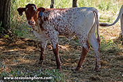 Anchor Line - Flaired Anchor x Time Line - 2020 Heifer - g_6075