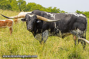 Texas Longhorn Sire - Elfego - Photo Number: g_6196.jpg