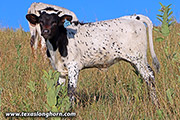 Saralee Clad - Iron Cladded x Cowboy Tuff Chex - 2020 Heifer - g_6518