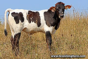Stand Strong - Jam Packed x Cut'n Dried - 2020 Embryo Bull - g_7575