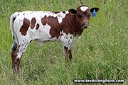 Noble Wine Calf 2021 - Noble Wine x Fifty Fifty - 2021 Heifer - h_3503