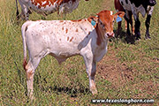 Over Marked Calf 2021 - Over Marked x Drop Box - 2021 Heifer - h_4403