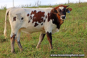 Rodeo Toss Calf 2021 - Rodeo Toss x Point Mark - 2021 Heifer - h_8237