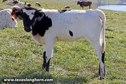 Point of Order Calf 2021 - Point of Order x Stop Already - 2021 Heifer - h_9018