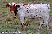Not Spicy Calf 2021 - Not Spicy x Point Mark - 2021 Bull - h_9448