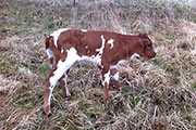 Iron Trophy Calf 2014 - Iron Trophy x Cleat - 2014 Bull - iron_trophy-cleat