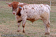 Over Marked Calf 2021 - Over Marked x Drop Box - 2021 Bull - j_0882