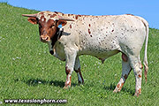 Not Spicy Calf 2021 - Point Not - j_1927