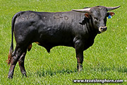 Tux'N Jam Calf 2021 - Tux'n Jam x Iron Span - 2021 Bull - j_1931