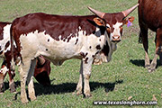 Titasha /22 calf - Taonga - k_0820
