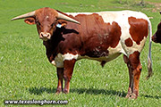 k_1924.jpg - Dragon Smile x Rural Safari Son - 2022 Embryo Bull