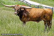 Texas Longhorn Sire - Silent Edge - Photo Number: k_2949.jpg