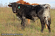 k_7552.jpg - Lucky Tibb x Macanudo - 2023 Bull