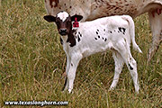 kj_3624-calf.jpg - Peggy Be x Line Up - 2023 Heifer
