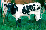 2003 Unloofed Bull 