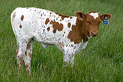 Special Label Calf 2005 - Special Label x Over Drawn - 2005 Heifer - r_1551