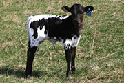 Switch Over - Bait & Switch x Over Head - 2005 Heifer - r_775