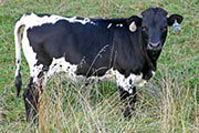 Winificial - Superficial x Winchester - 2006 Heifer - s_4411