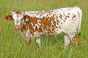 Limited Scope - High Hickory x Unlimited - 2007 Heifer - t_4730