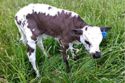 Twisted Thorn Calf 2013 - Twisted Thorn x Plumb Line - 2013 Bull - twistedthorn-2013