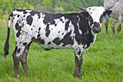 Noble Attempt - Tempt You x Noble Knight - 2009 Heifer - w_1756