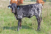 Jolted Stormy Temptress - Tempting Storm x Jolter - 2012 Heifer - y_5894