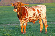 Caboodle - Win Or Bust x Jolter - 2012 Bull - z_2199