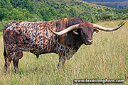 Texas Longhorn Sire - Drag Iron - Photo Number: z_5193b.jpg