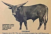 Zanzibar FP37 - Zanzibar - zanzibar